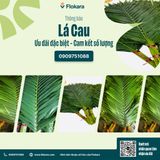  Lá Cau Cắm Hoa 