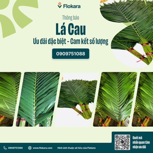  Lá Cau Cắm Hoa 