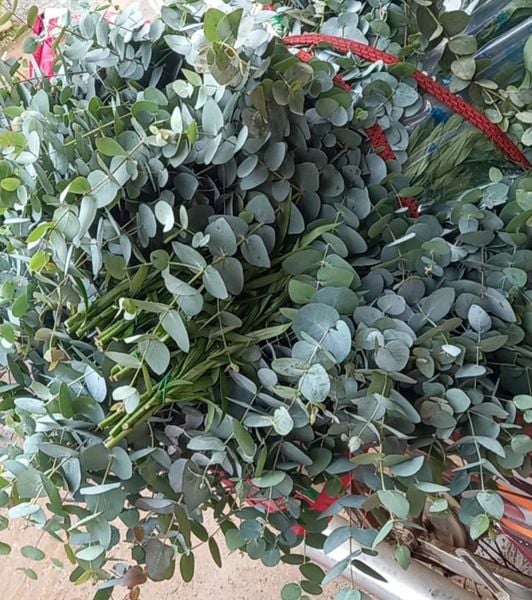  Lá Bạc Cắm Hoa 