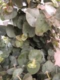  Lá Bạc Cắm Hoa 