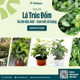  Lá Trúc Đốm 