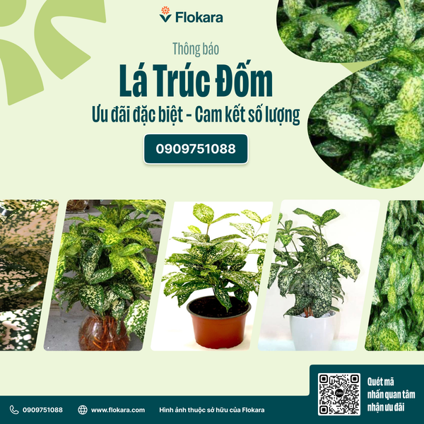  Lá Trúc Đốm 