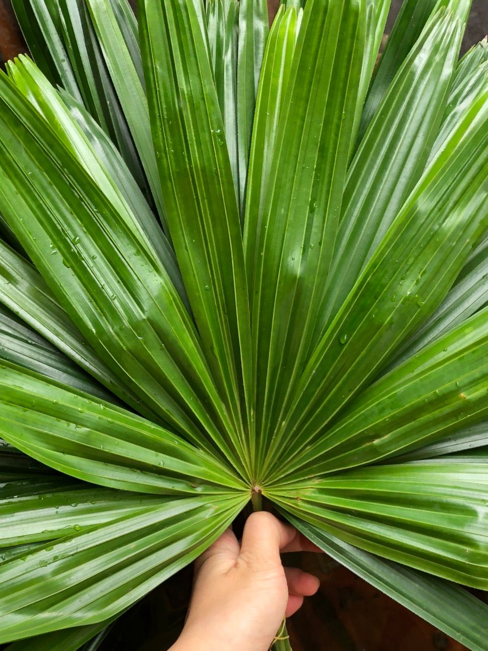  Lá Cọ Cắm Hoa 