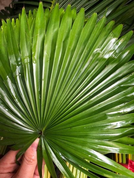  Lá Cọ Cắm Hoa 