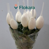  Cúc Lưới Trắng 