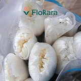  Cúc Lưới Trắng 