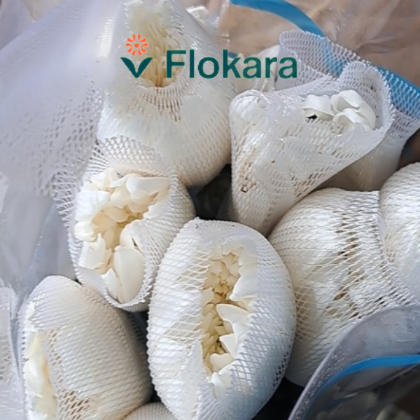  Cúc Lưới Trắng 