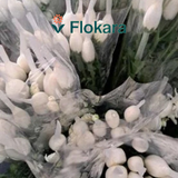 Cúc Lưới Trắng 