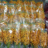  Hoa Lan Mokara 
