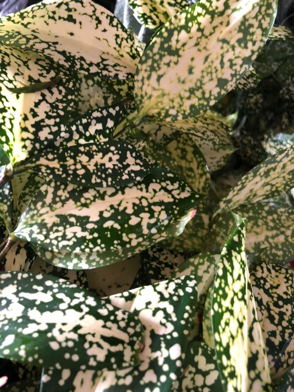  Lá Trúc Đốm 