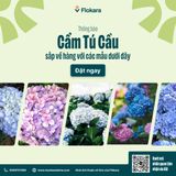  Cẩm Tú Cầu 