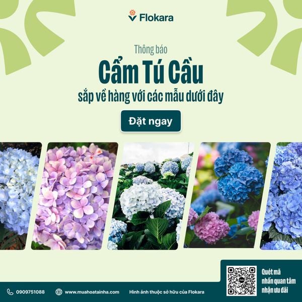  Cẩm Tú Cầu 