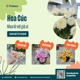  Cúc Lưới Trắng 