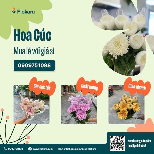  Cúc Lưới Trắng 