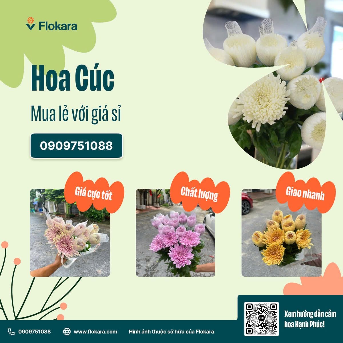  Cúc Lưới Trắng 