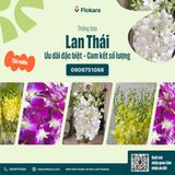  Lan Thái 