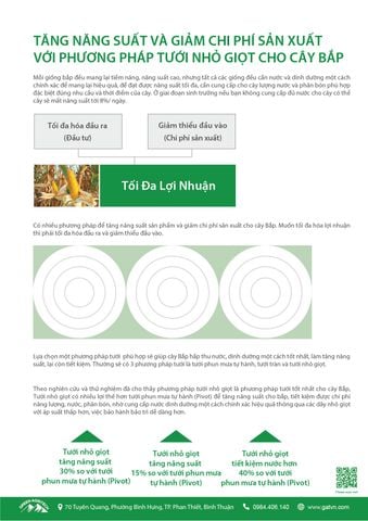  Hệ thống tưới nhỏ giọt cho cây bắp 