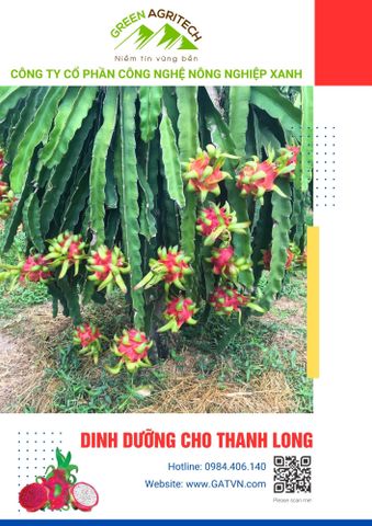  Dinh dưỡng cho thanh long - Phân bón hòa tan Gatit 