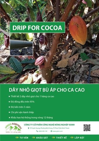  Dây tưới nhỏ giọt cho Ca Cao 