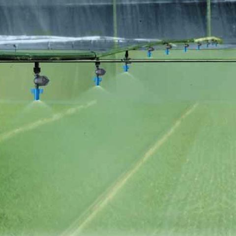 Béc tưới phun mưa nhà màng GREEN MIST