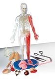  SQUISHY HUMAN BODY (SMARTLAB TOYS) - MÔ HÌNH GIẢI PHẪU CƠ THỂ NGƯỜI 3D 