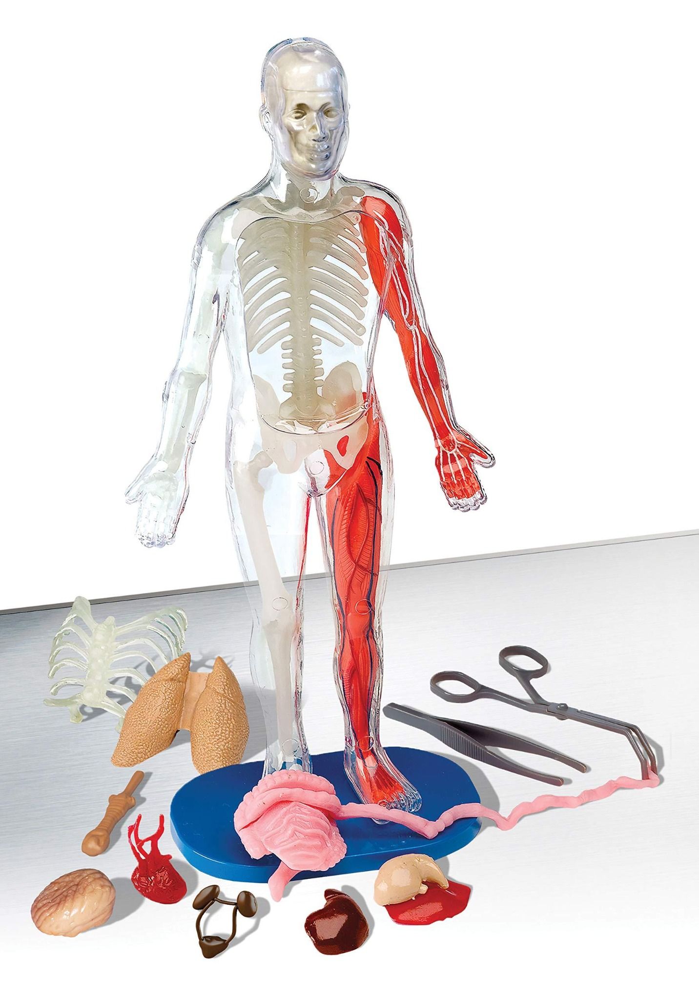 Trẻ học được gì qua mô hình giải phẫu cơ thể người 3D