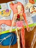  SQUISHY HUMAN BODY (SMARTLAB TOYS) - MÔ HÌNH GIẢI PHẪU CƠ THỂ NGƯỜI 3D 