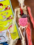  SQUISHY HUMAN BODY (SMARTLAB TOYS) - MÔ HÌNH GIẢI PHẪU CƠ THỂ NGƯỜI 3D 