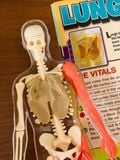  SQUISHY HUMAN BODY (SMARTLAB TOYS) - MÔ HÌNH GIẢI PHẪU CƠ THỂ NGƯỜI 3D 