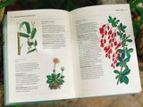  THE GARDENER'S COMPANION TO MEDICINAL PLANTS : AN A-Z OF HEALING PLANTS AND HOME REMEDIES 