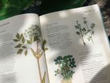  THE GARDENER'S COMPANION TO MEDICINAL PLANTS : AN A-Z OF HEALING PLANTS AND HOME REMEDIES 