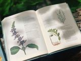 THE GARDENER'S COMPANION TO MEDICINAL PLANTS : AN A-Z OF HEALING PLANTS AND HOME REMEDIES 