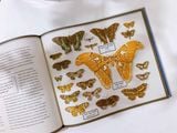  DARWIN'S RIVAL: ALFRED RUSSEL WALLACE AND THE SEARCH FOR EVOLUTION 