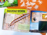  AMAZING WORLD: BUGS : GET TO KNOW 20 CRAZY BUGS 