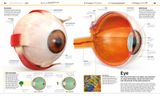  KNOWLEDGE ENCYCLOPEDIA HUMAN BODY! 