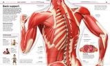  KNOWLEDGE ENCYCLOPEDIA HUMAN BODY! 