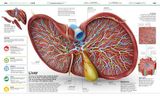  KNOWLEDGE ENCYCLOPEDIA HUMAN BODY! 