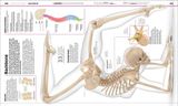  KNOWLEDGE ENCYCLOPEDIA HUMAN BODY! 