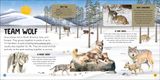  ANIMAL TEAMS : HOW AMAZING ANIMALS WORK TOGETHER IN THE WILD 