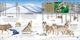  ANIMAL TEAMS : HOW AMAZING ANIMALS WORK TOGETHER IN THE WILD 