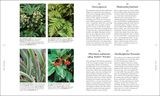 RHS A PLANT FOR EVERY DAY OF THE YEAR 