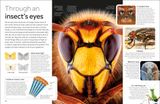  INSECT 