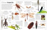  INSECT 
