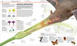  KNOWLEDGE ENCYCLOPEDIA PLANTS AND FUNGI! 