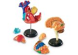  BỘ GIẢI PHẪU CƠ THỂ NGƯỜI - ANATOMY MODELS BUNDLE SET 