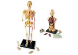  BỘ GIẢI PHẪU CƠ THỂ NGƯỜI - ANATOMY MODELS BUNDLE SET 