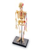  BỘ GIẢI PHẪU CƠ THỂ NGƯỜI - ANATOMY MODELS BUNDLE SET 