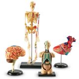  BỘ GIẢI PHẪU CƠ THỂ NGƯỜI - ANATOMY MODELS BUNDLE SET 