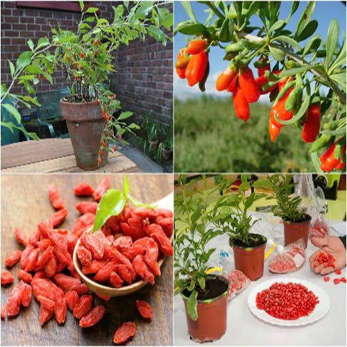 Kỷ Tử Hữu Cơ C'LaVie 170g - Thực Phẩm Bổ Sung Dinh Dưỡng Cho Mẹ Bầu, Người Gìa, Giúp Dễ Ngủ, Tinh Thần Thảo Mái (Bánh, Snack, Hạt Và Trà)