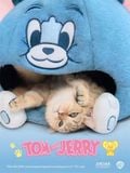 Tom Cat House - Tom & Jerry - Jintian Sunday 